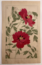 Load image into Gallery viewer, 【Genuine guarantee】Sugiura Hisui,　Ｂｏｔａｎ
