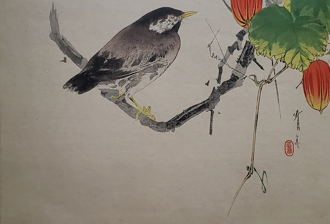 【真作保証】渡辺省亭　烏瓜　