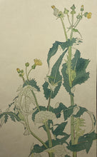 画像をギャラリービューアに読み込む, 【真作保証】杉浦非水　非水百花譜より　のげし
