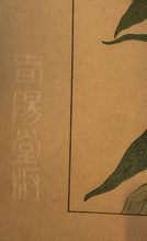 画像をギャラリービューアに読み込む, 【真作保証】杉浦非水　非水百花譜より　くさけうちくとう
