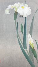 Load image into Gallery viewer, 【Guaranteed genuine】 OHARA KOSON  Card size
