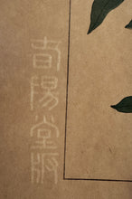 画像をギャラリービューアに読み込む, 【真作保証】杉浦非水　非水百花譜より　かんぴせんをう
