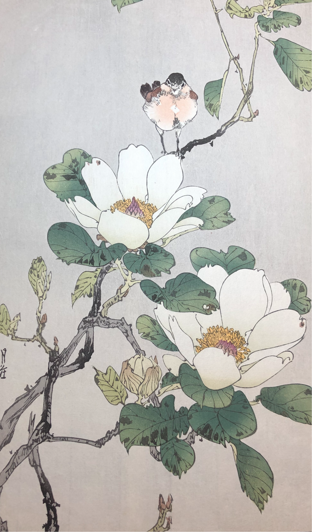 【Guaranteed genuine】 YOSHIMOTO GESSO
