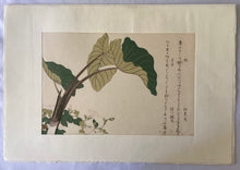 画像をギャラリービューアに読み込む, 【真作保証】歌麿　虻と芋虫
