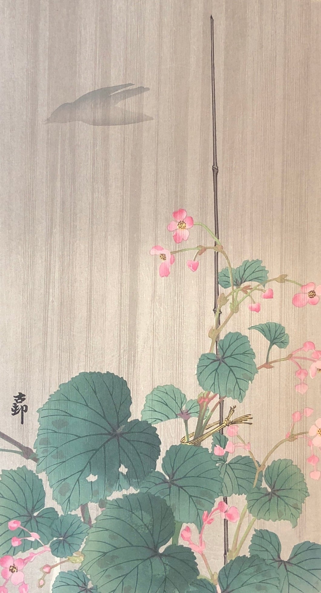 【真作保証】小原古邨　雨中の秋海棠に鳥影