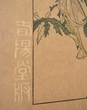 画像をギャラリービューアに読み込む, 【真作保証】杉浦非水　非水百花譜より　のげし
