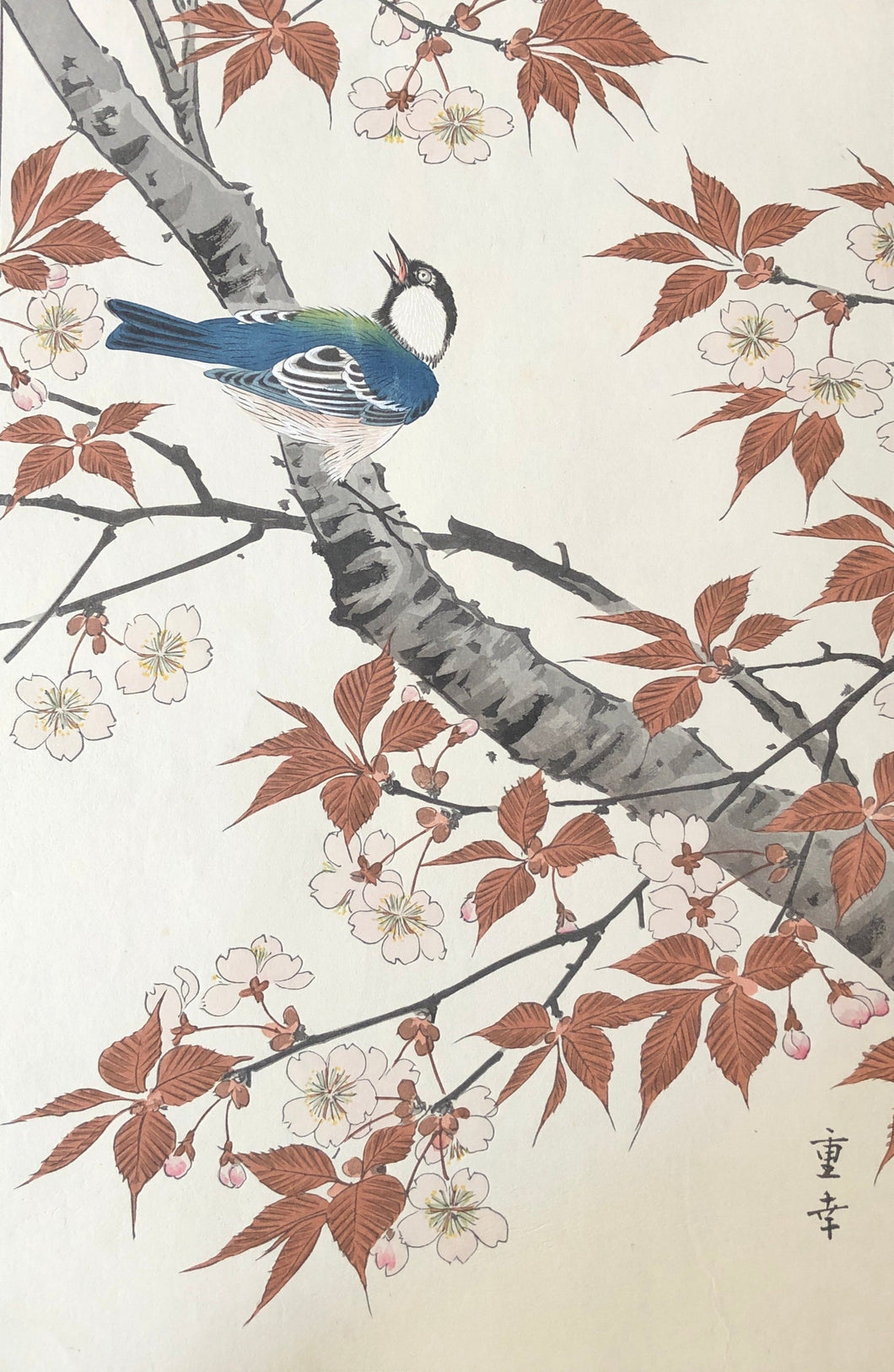 【Genuine guarantee】 Ono Jyukou