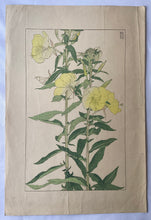 画像をギャラリービューアに読み込む, 【真作保証】杉浦非水　非水百花譜  大待宵草
