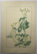 画像をギャラリービューアに読み込む, 【真作保証】杉浦非水　非水百花譜より　のげし
