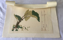 画像をギャラリービューアに読み込む, 【真作保証】歌麿　虻と芋虫
