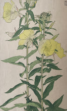 画像をギャラリービューアに読み込む, 【真作保証】杉浦非水　非水百花譜  大待宵草
