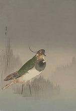 Load image into Gallery viewer, 【Genuine guarantee】Watanabe Seitei
