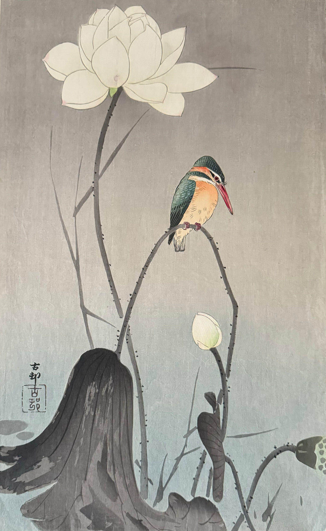 【真作保証】小原古邨　蓮にかわせみ　